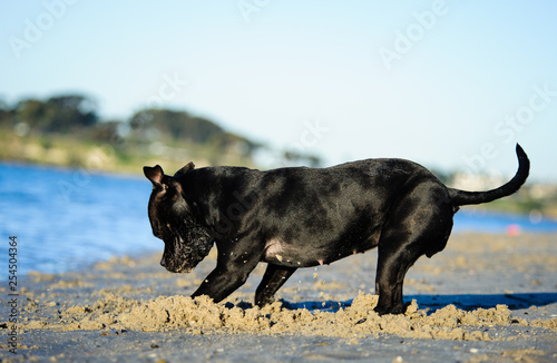 Black Staffordshire Bull Terrier dog digging in sand