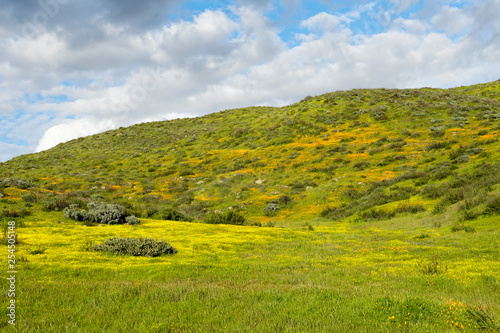 Mountain with California Golden Poppy and Goldfields blooming in Walker Canyon, Lake Elsinore, CA. USA. Bright orange poppy flowers during California desert super bloom spring season.