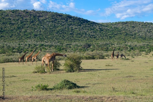 Giraffes in Maasai Mara, Kenya