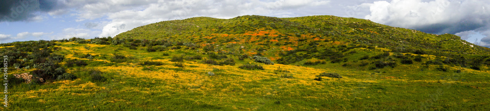 Panoramic of Mountain with California Golden Poppy and Goldfields blooming in Walker Canyon, Lake Elsinore, CA. USA. Bright orange poppy flowers during California desert super bloom spring season.