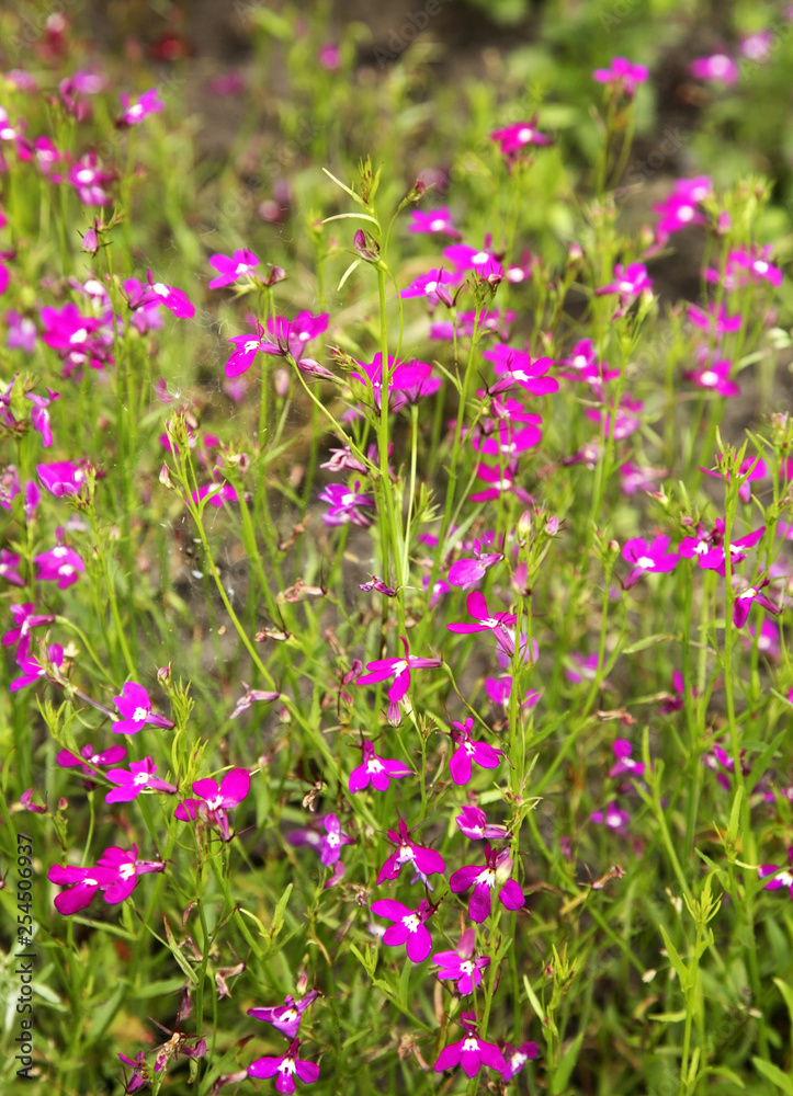 Flowerbed in St. Nicholas Monastery. Pereslavl-Zalessky. Yaroslavl Oblast. Russia