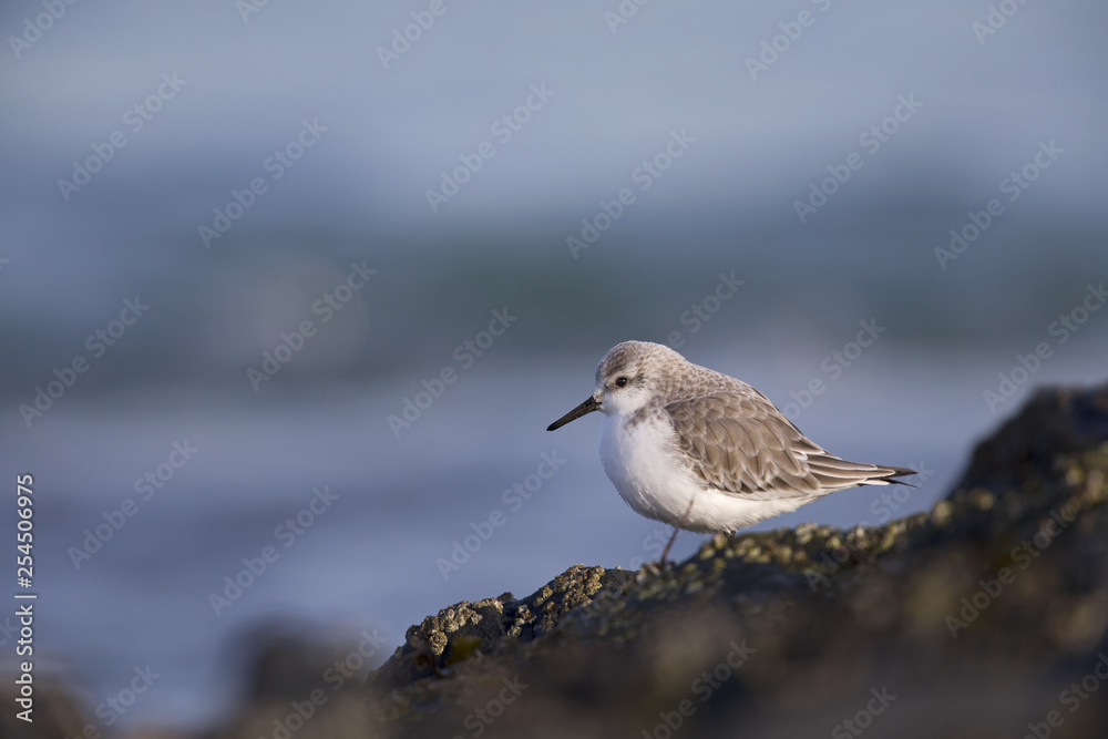 A resting sanderling (Calidris alba) perched on a rock along the Dutch coast in the winter at the North Sea. The bird is on stopover in winter plumage. A resting sanderling (Calidris alba) perched on a rock along the Dutch coast in the winter at the North Sea. The bird is on stopover in winter plumage.