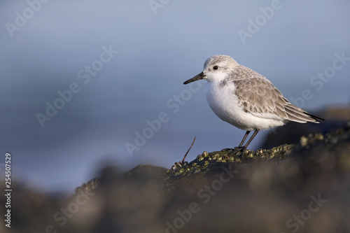 A resting sanderling (Calidris alba) perched on a rock along the Dutch coast in the winter at the North Sea. The bird is on stopover in winter plumage.