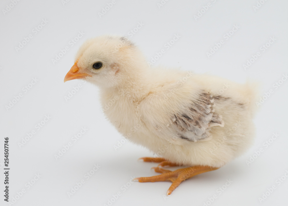 A pale yellow baby chick sits on a white background. A pale yellow baby chick sits on a white background.