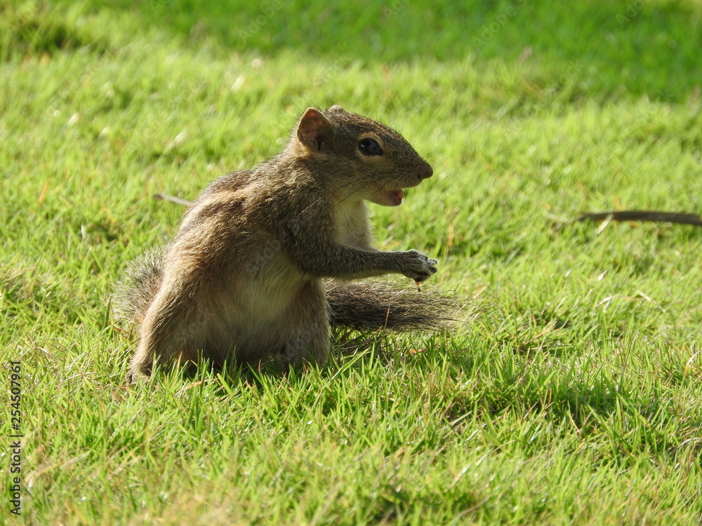 Cute Chipmunk on green grass in Sri Lanka Cute Chipmunk on green grass in Sri Lanka