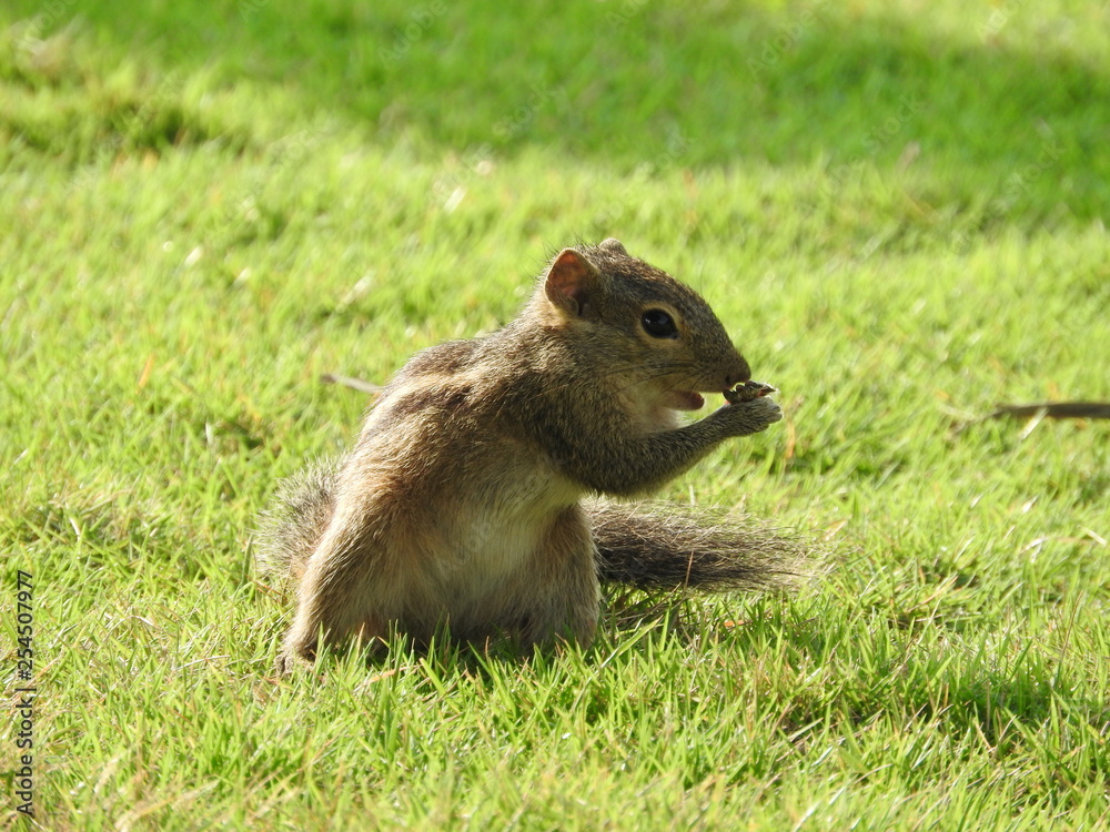 Cute Chipmunk on green grass in Sri Lanka Cute Chipmunk on green grass in Sri Lanka