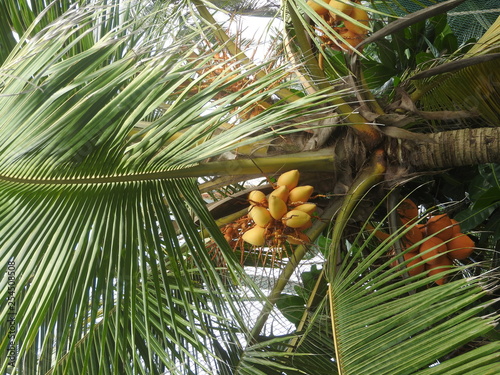 yellow coconuts grow on palm tree, Sri Lanka