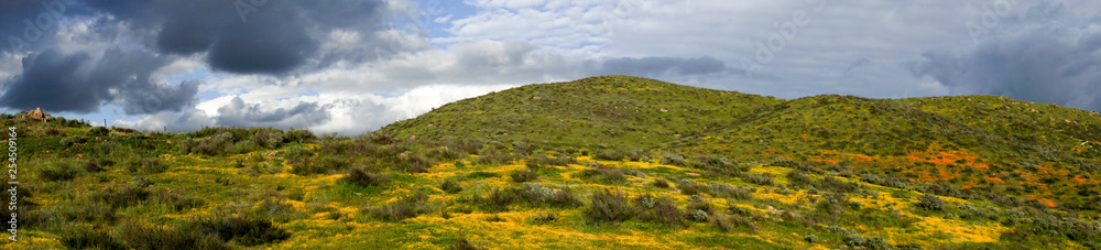 California  Walker Canyon, Lake Elsinore, CA. USA. Bright green valley with some orange poppy flowers during California desert super bloom spring season.