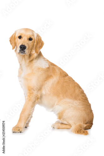 Six months old golden retriever dog sitting isolated on white background