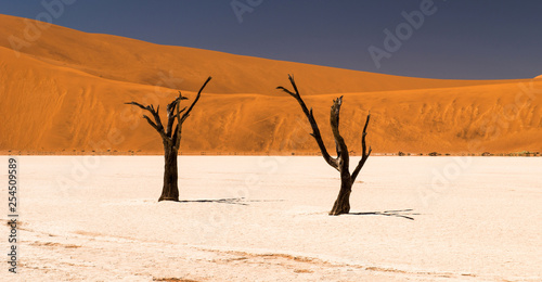 Deadvlei desert  Namibia