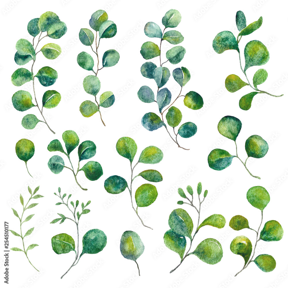 Isolated eucalyptus elements. Green leaves illustration. Watercolor foliage, botanical art.