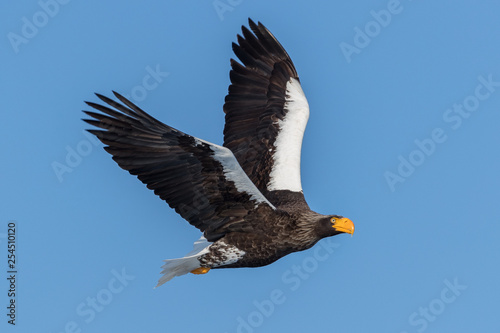 black and white eagle on flight photo