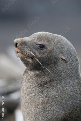Antarctic fur seal(Arctophoca gazella), an beach, Antartic peninsula.