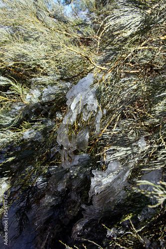 Kanaren-Ginster, Bergginster (Genista benehoavensis) photo