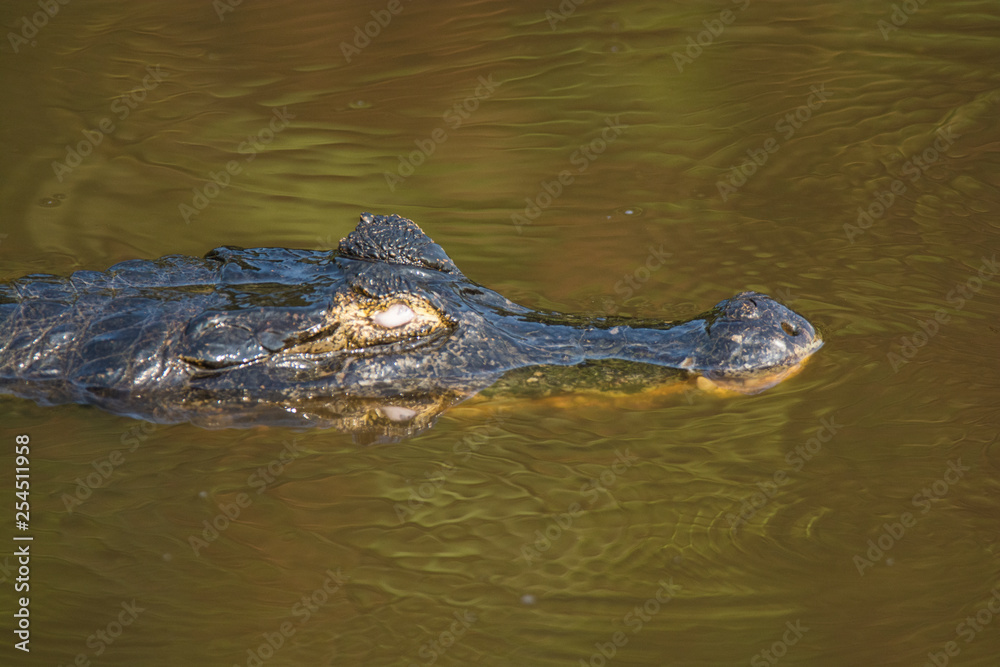 Black Caiman in marsh environment, Pantanal, Brazil Black Caiman in marsh environment, Pantanal, Brazil