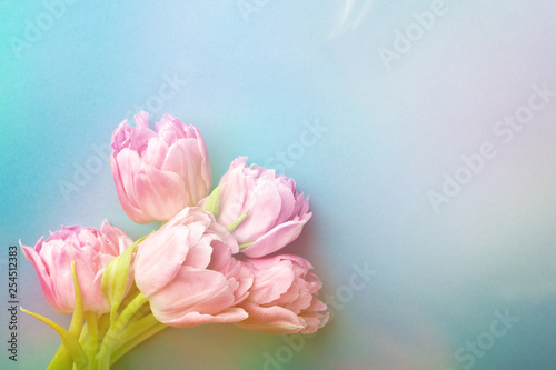 Pink tulips on turquoise background with copy space. Top view, toned.