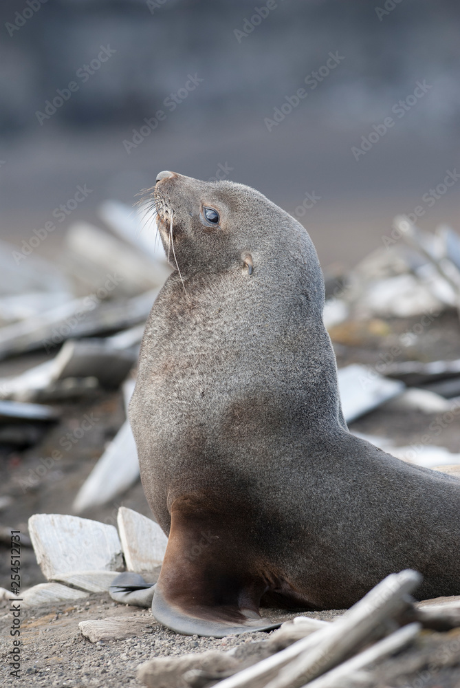 Fototapeta premium Antarctic fur seal(Arctophoca gazella), an beach, Antartic peninsula.