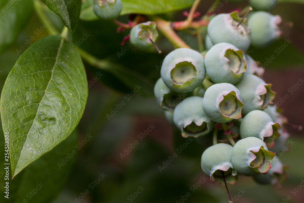 Blue berry(flower) Blue berry(flower)