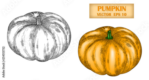 Vector image of a hand-drawn pumpkin black white and in color. Ink or pen sketch. Editable Stroke. EPS 10.