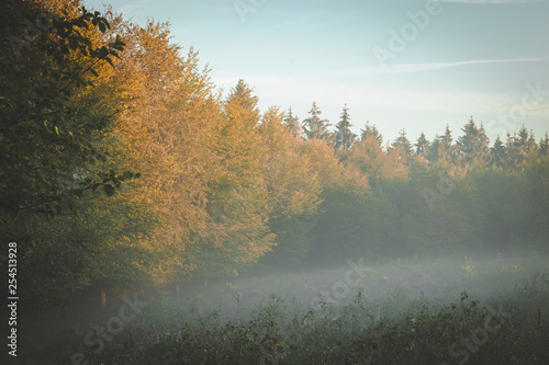 Edge of forest in early morning golden sunlight with fog rolling in through branches.