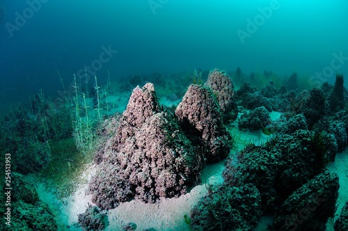 Microbialites