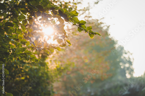 Back lit leaves catching the first sun of the day at Amerongse Bos photo