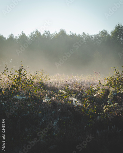 Fog rising up from plants on the ground in early morning sunshine