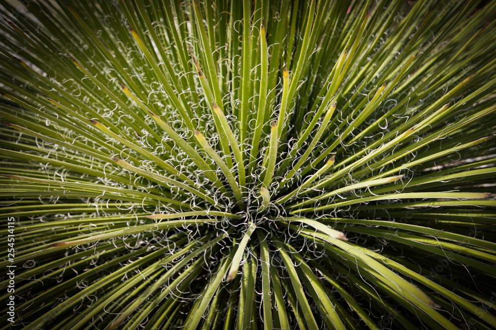 Obraz premium roślina