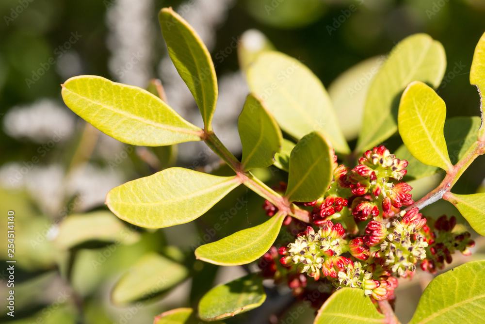 Primeiros rebentos de primavera Primeiros rebentos de primavera