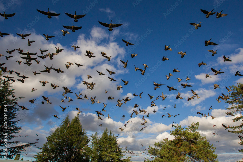 Fototapeta premium Canada goose in Portland