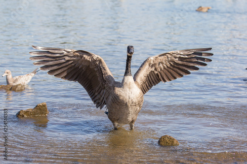 Canada goose in Portland