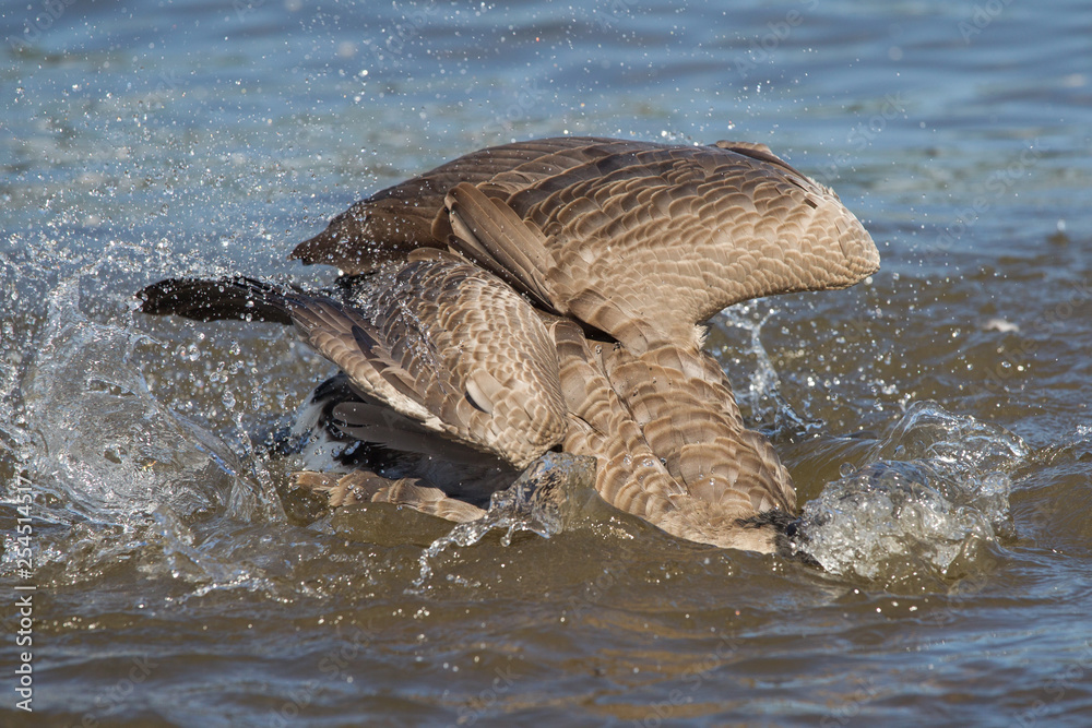 Fototapeta premium Canada goose in Portland
