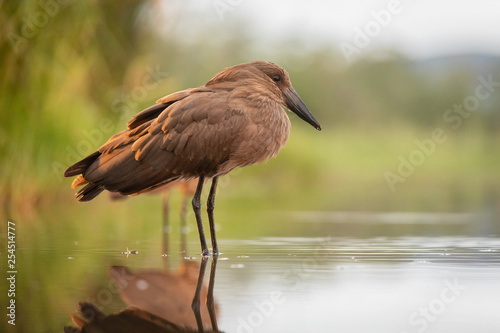 Hamerhead stork in natural habitat photo