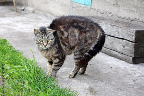 Gray cat ready to attack. A stray cat is not given in the hands.
