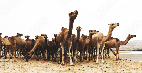 brown camel lot