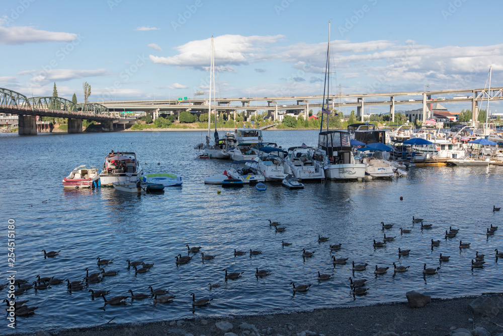 Obraz premium Canada goose in Portland