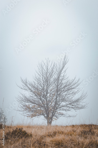 Lone tree on misty mountain with yellow grass