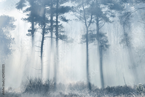 sun rays coming through forest with shaded silhouetted trees
