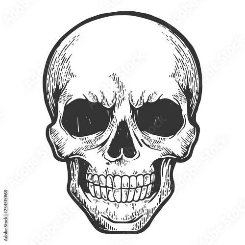 Human skull sketch engraving vector illustration. Scratch board style imitation. Hand drawn image.
