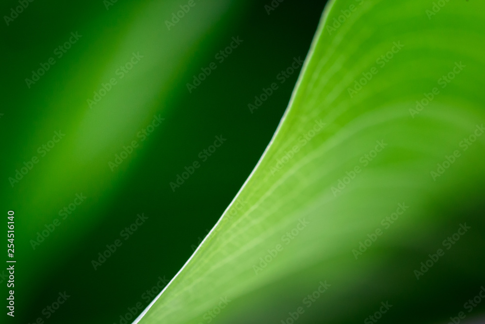 blurred green leaf houseplant macro. elegance diagonal line between light and shadow. abstract modern minimalist pattern . empty space for design. blurred green leaf houseplant macro. elegance diagonal line between light and shadow. abstract modern minimalist pattern . empty space for design.
