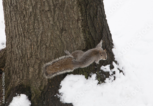 Eastern gray squirrel on tree in Bronx park during winter