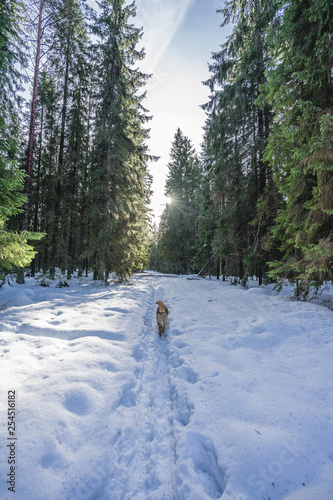 Dog Walking on a footpath in Coniferous Forest in Winter