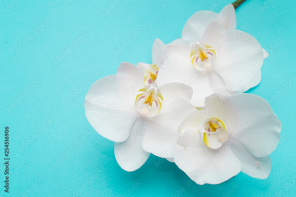 romantic branch of white orchid on blue background. romantic branch of white orchid on blue background.