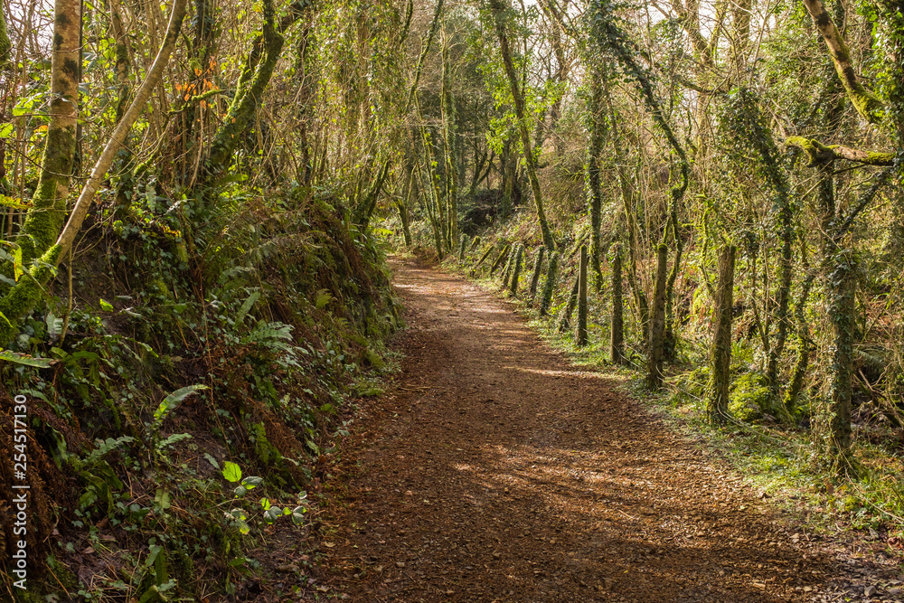 An English country lane, weaves through lush green foliage, Devon, England