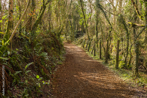 An English country lane  weaves through lush green foliage  Devon  England