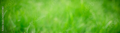 Panoramic Blurred Green Nature Summer Spring Background