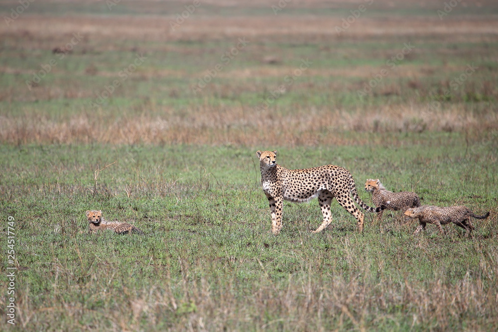 A cheetah family with thee cubs in African savanna A cheetah family with thee cubs in African savanna