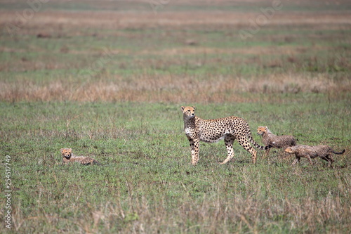 A cheetah family with thee cubs in African savanna