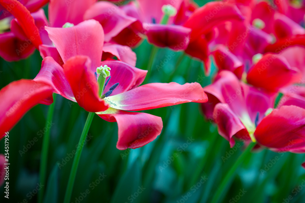 Obraz premium Red tulips in the spring garden. Easter background.