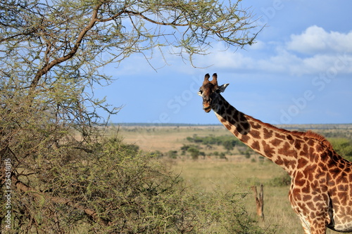A tall giraffe staring at you standing near acacia tree